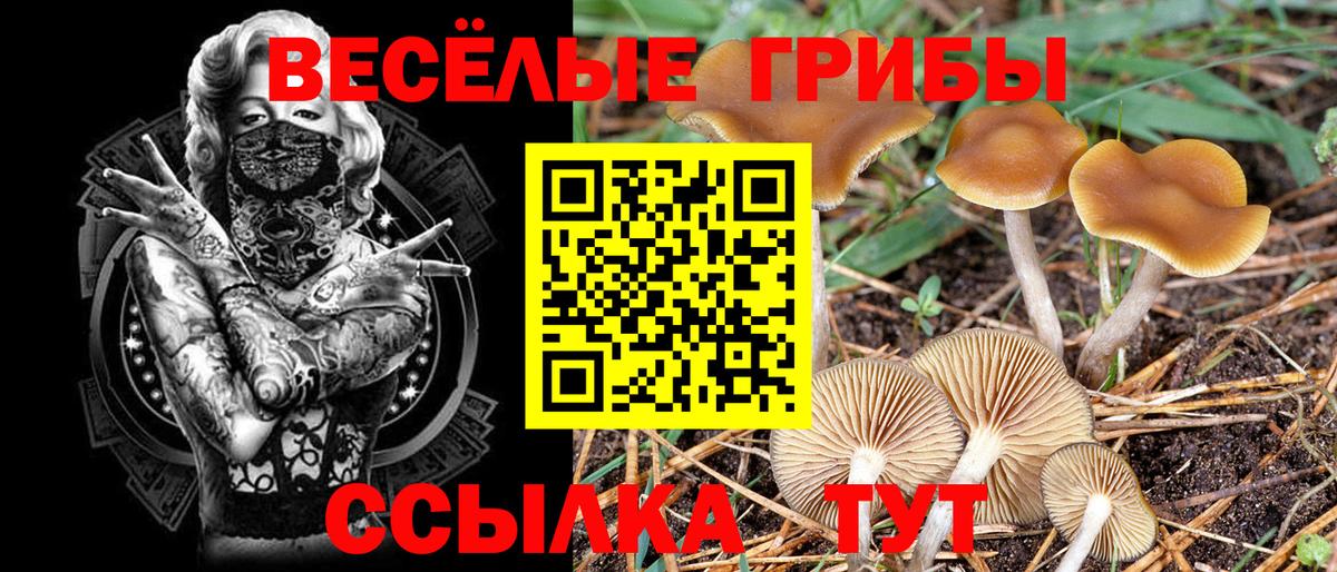 продажа наркотиков  Вход с VPN  Шахты  Псилоцибиновые грибы ЛСД  Псилоцибиновые грибы Psilocybe 